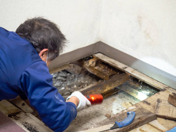 Best Mold Testing and Removal  in Rushvle, IL