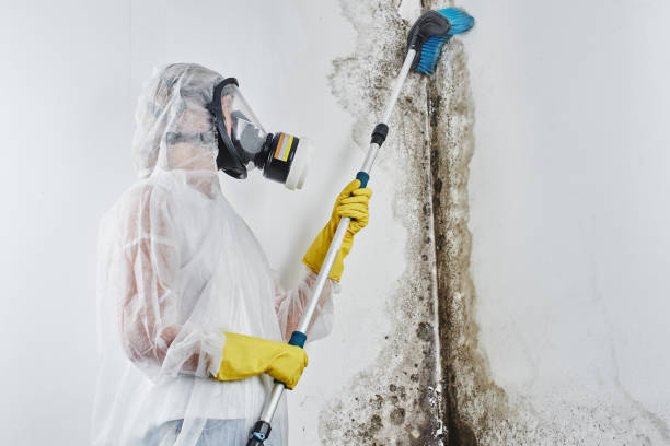 Best Mold Removal Company Near Me  in Rushvle, IL