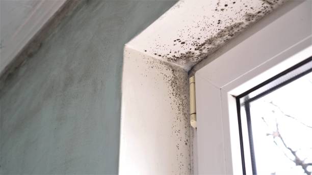 Mold Removal and Inspection in Rushville, IL