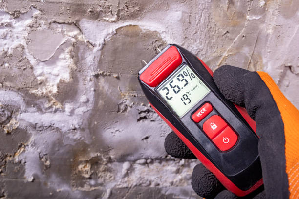 Best Black Mold Removal  in Rushvle, IL