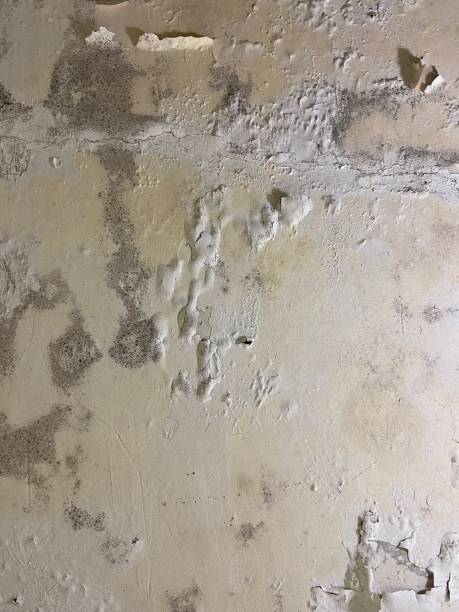 Best Local Mold Removal Service  in Rushvle, IL