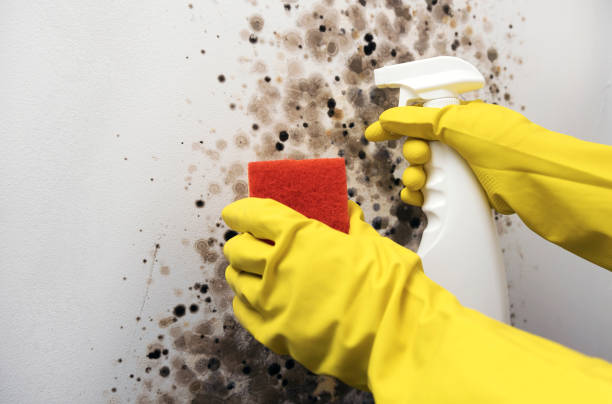 Best Mold Damage Repair  in Rushvle, IL