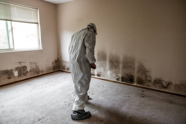 Best Toxic Mold Removal  in Rushvle, IL