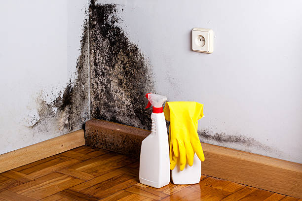 Best Commercial Mold Removal  in Rushvle, IL