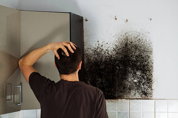 Best Best Mold Removal Companies  in Rushvle, IL