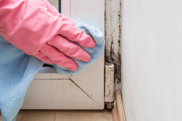 Best Professional Mold Removal  in Rushvle, IL